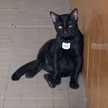 Fifi