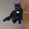 Fifi