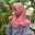 Wilda Nurfi Dera Sagita