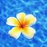 Hawaii Girl 50835 Hawaii Girl 50835