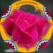 P K Mahato