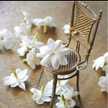 Rahaf