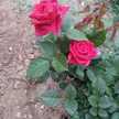 Nour Calme