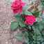 Nour Calme