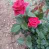 Nour Calme