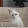 Rochiii