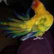 anniesandhu