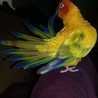 anniesandhu