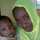 Fatima Bello