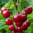 🍒Cherry🍒