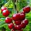 🍒Cherry🍒