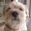Jed