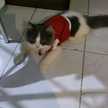 Dian Lestariningsih
