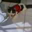 Dian Lestariningsih
