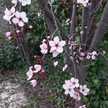 ROSA M 