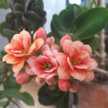 Atena