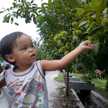 chia teguh