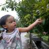 chia teguh chia teguh