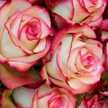 🌷ام خليل🌷