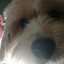 Maxi Busto
