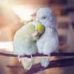 Noor Jeet
