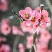 Rahma Arifin