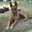 Ashley Cardona
