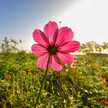 Maha Sayed