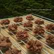 softcookie