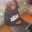 Loise Wambui