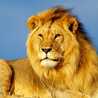 Abanoub Atef