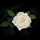 White Rose White Rose
