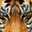Tigress Wolf