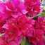 Hafizhahcook