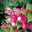 Asma Bougainvillea Asma Bougainvillea