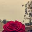 am_layal
