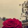 am_layal
