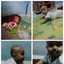 Musrifah