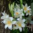 liliom1229