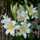 liliom1229 liliom1229