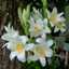 liliom1229