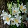 liliom1229