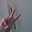 Beatriz
