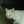 Satria