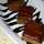 Beroo_cook Beroo_cook