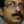Sameer