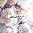 ام عباس 