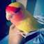 🦜 Iribird 🦜