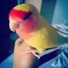 🦜 Iribird 🦜