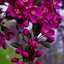 FleurRose9621